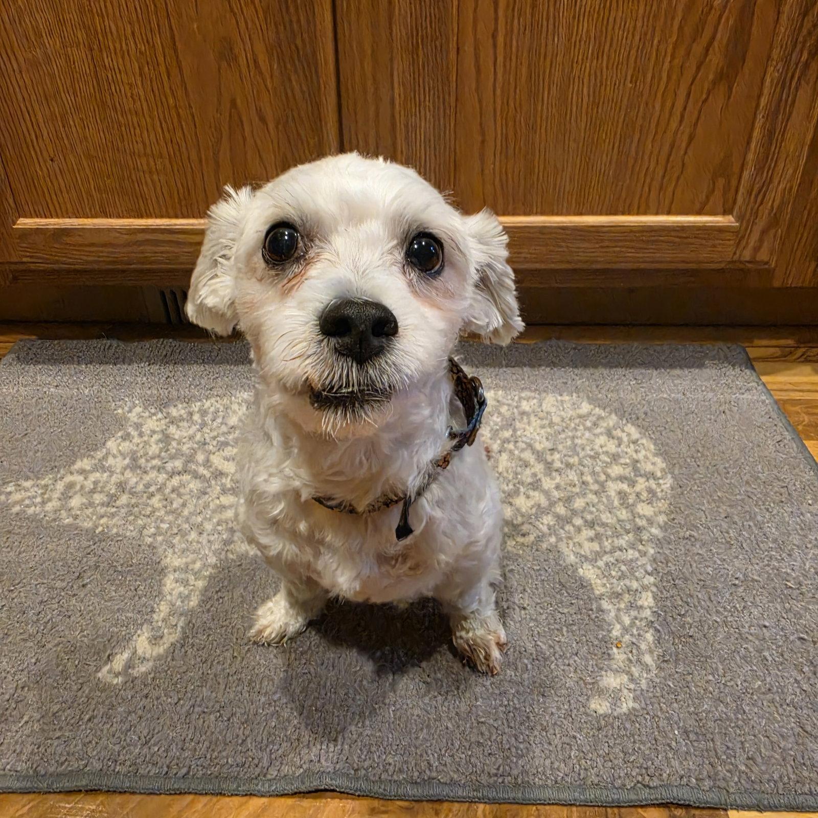Enlarge Howard, a Adoptable Maltese in Fargo, ND image 1/3