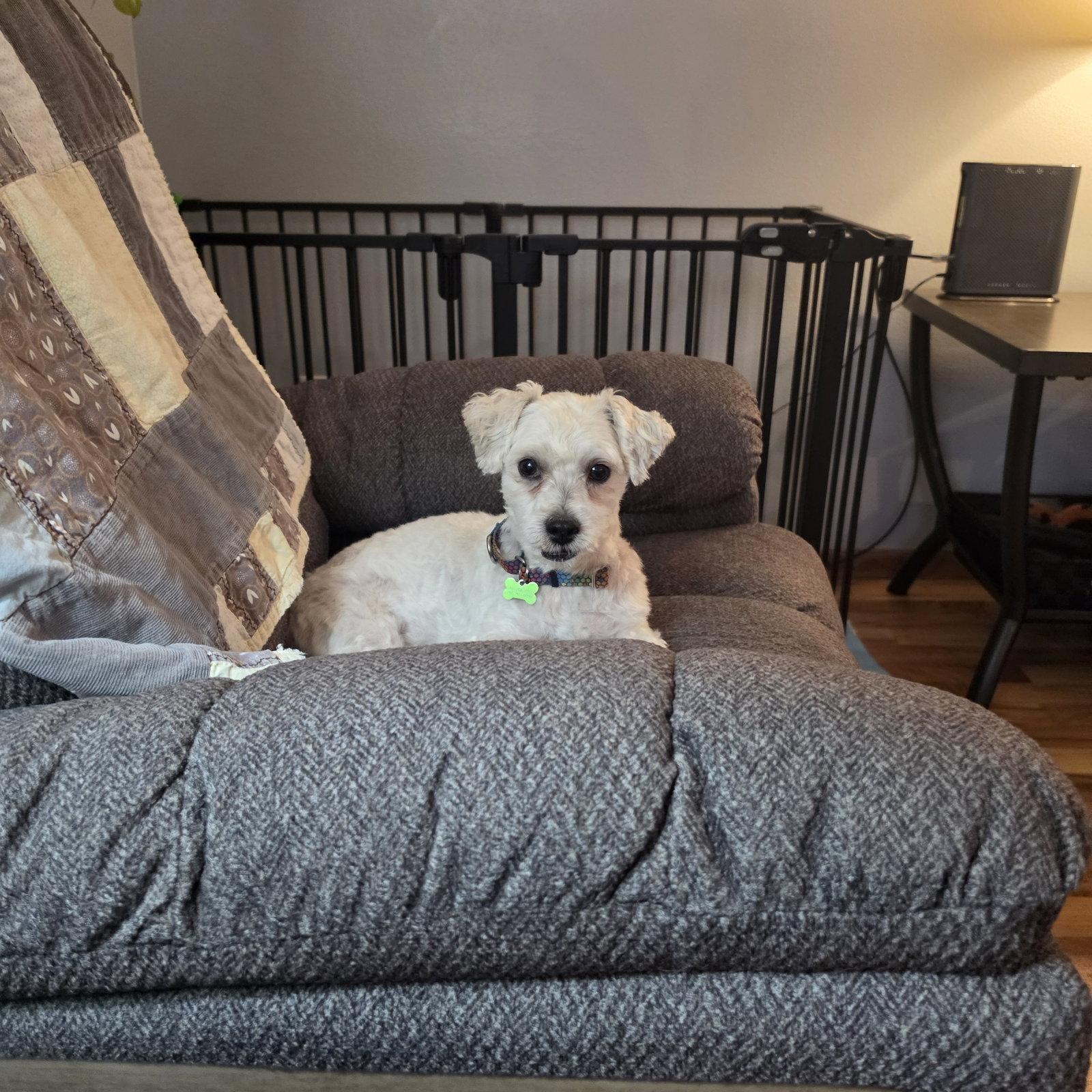 Enlarge Howard, a Adoptable Maltese in Fargo, ND image 2/3