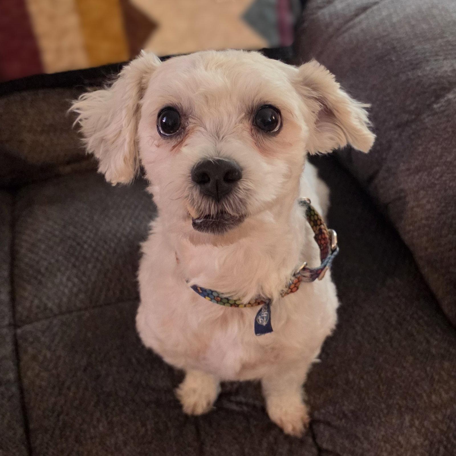 Enlarge Howard, a Adoptable Maltese in Fargo, ND image 3/3