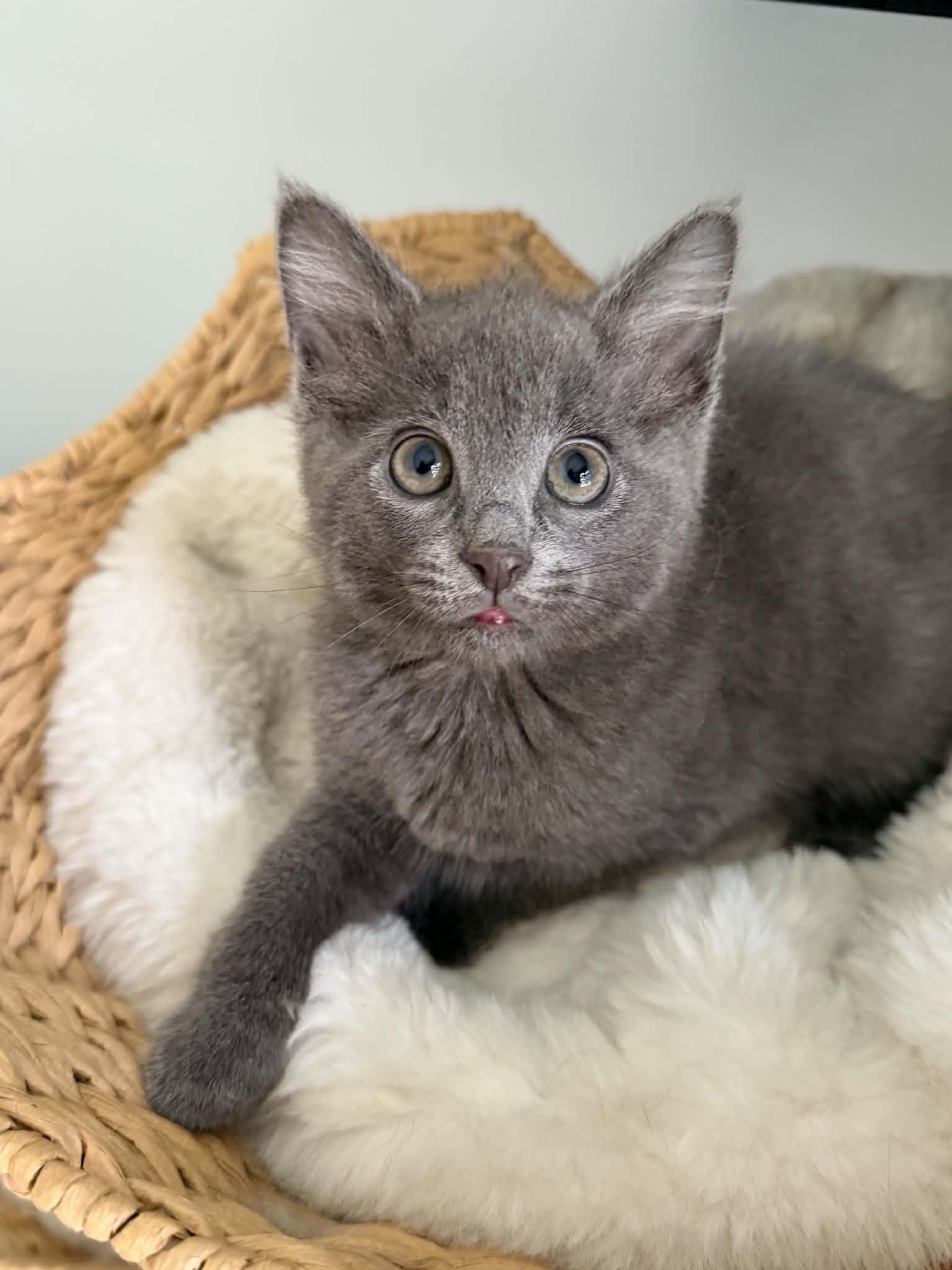 Tigger, a ADOPTABLE mixed breed in Charlotte, NC image 2/5