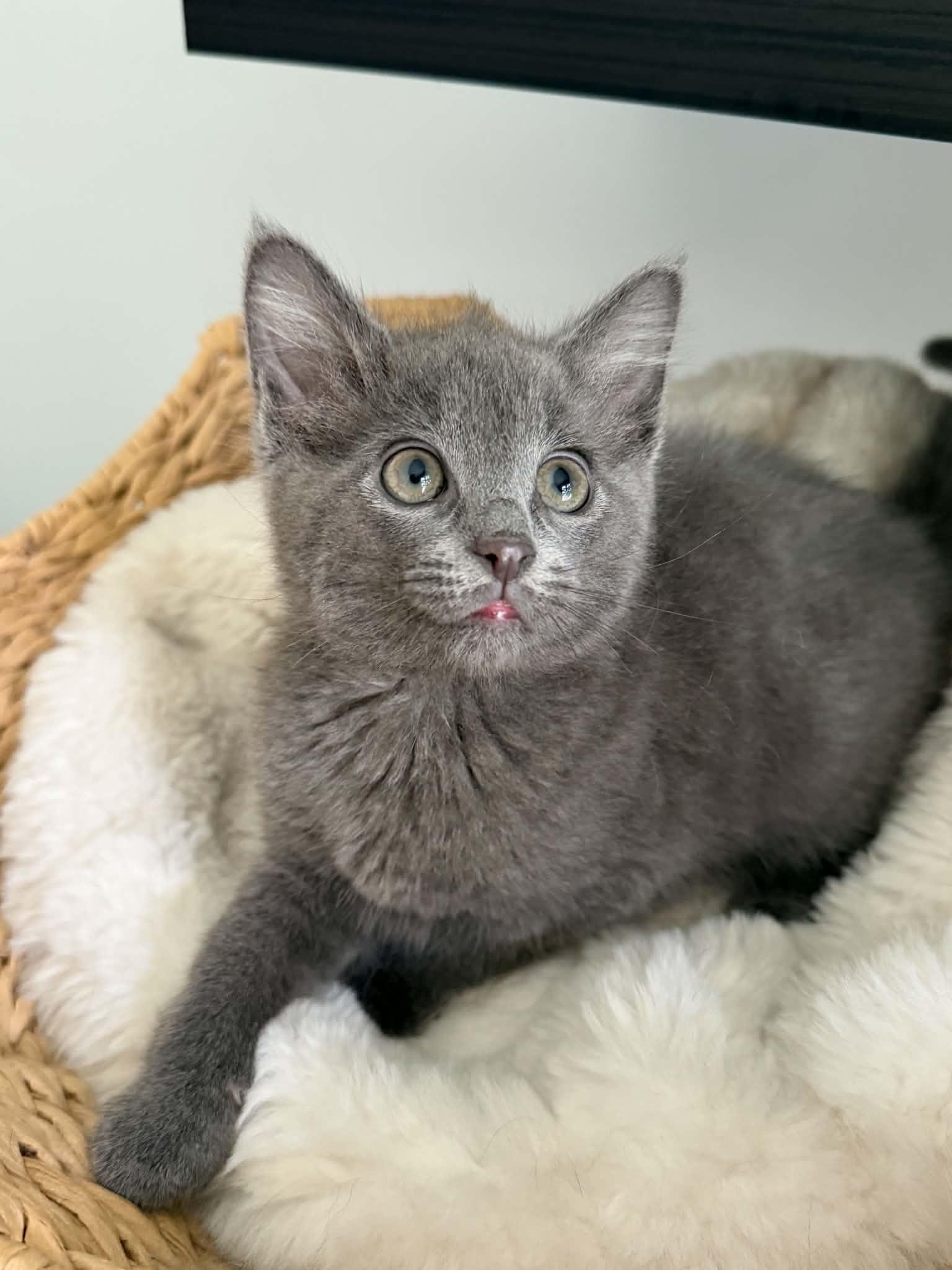 Tigger, a ADOPTABLE mixed breed in Charlotte, NC image 4/5