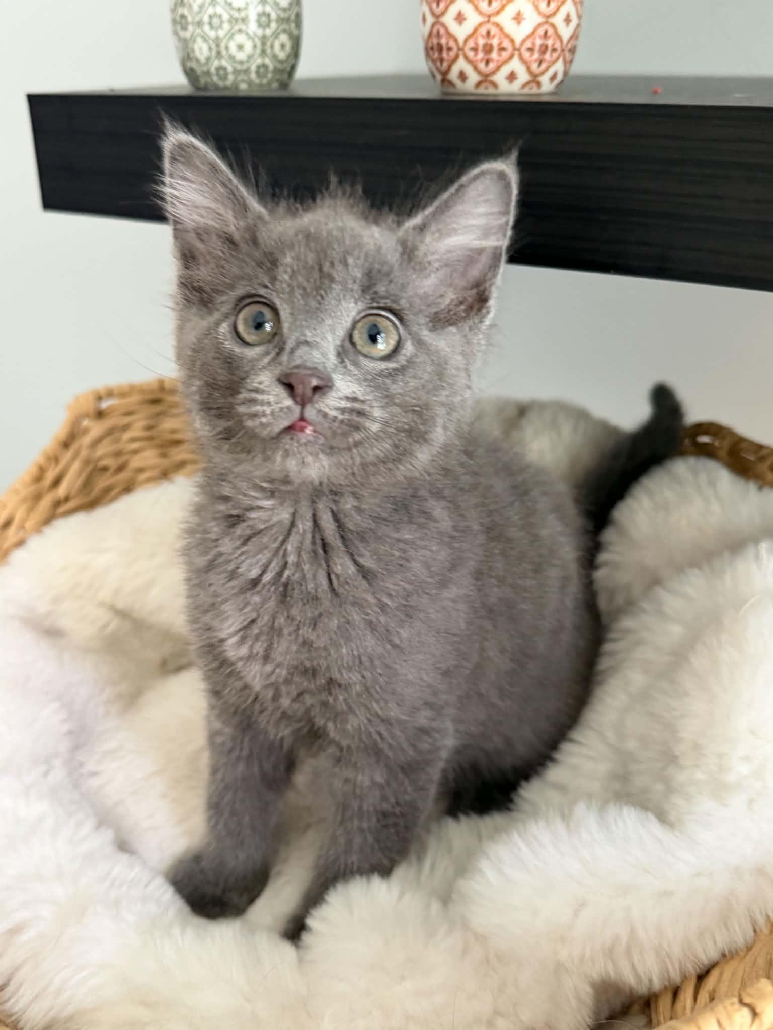 Tigger, a ADOPTABLE mixed breed in Charlotte, NC image 3/5
