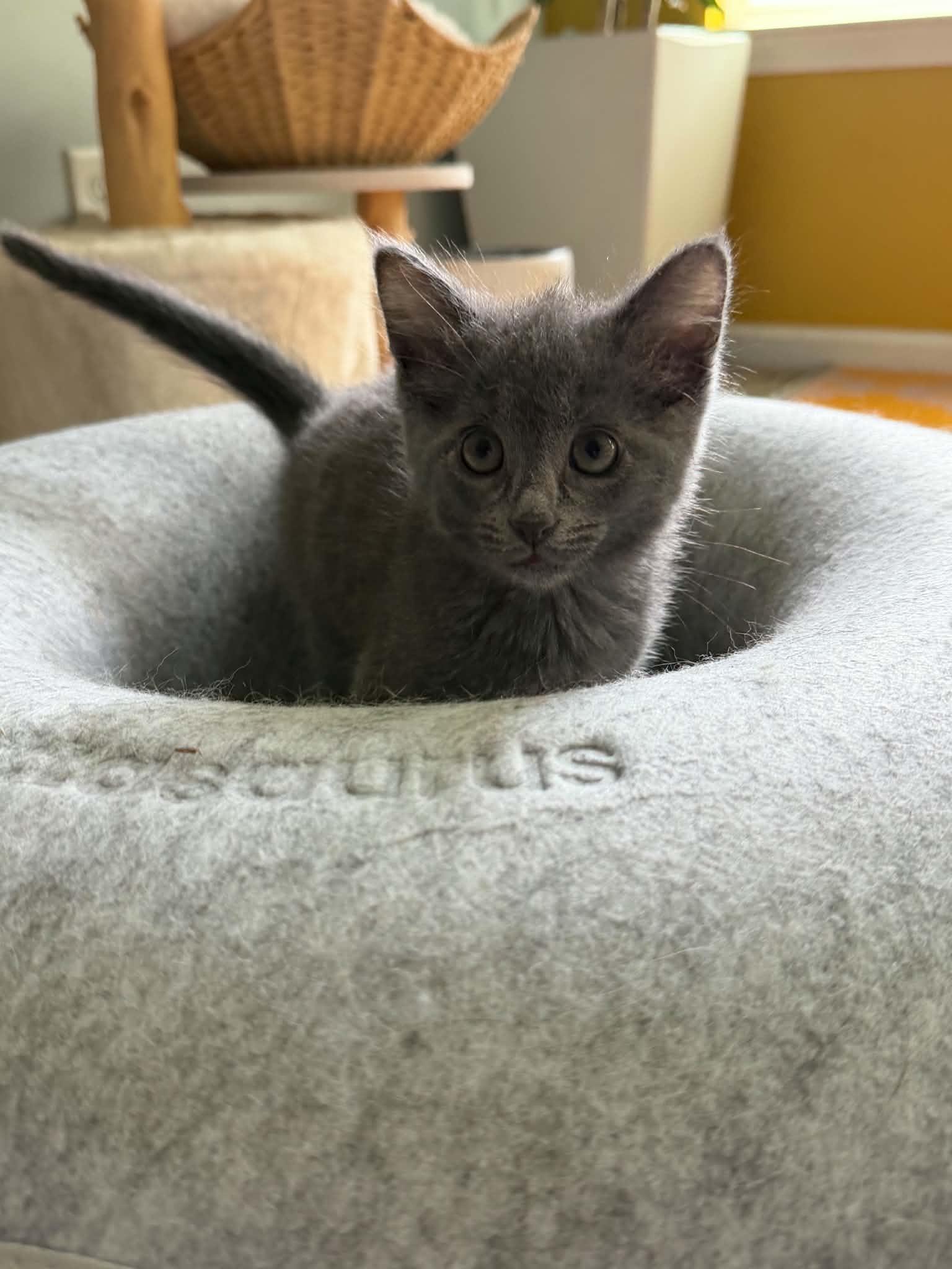 Tigger, ADOPTABLE, Kitten Male Russian Blue & Domestic Short Hair.