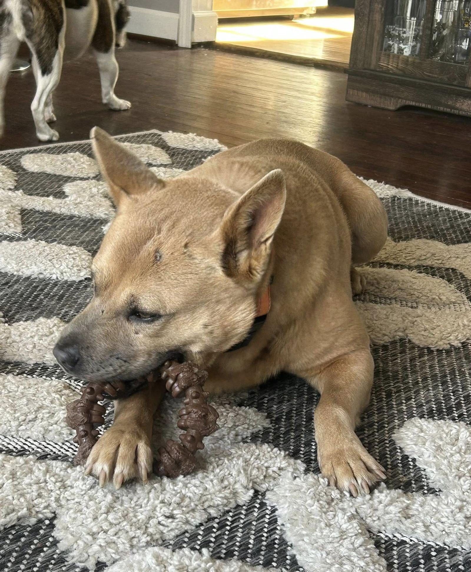 Jasper, Adoptable, Adult Male Chow Chow & Shar-Pei.