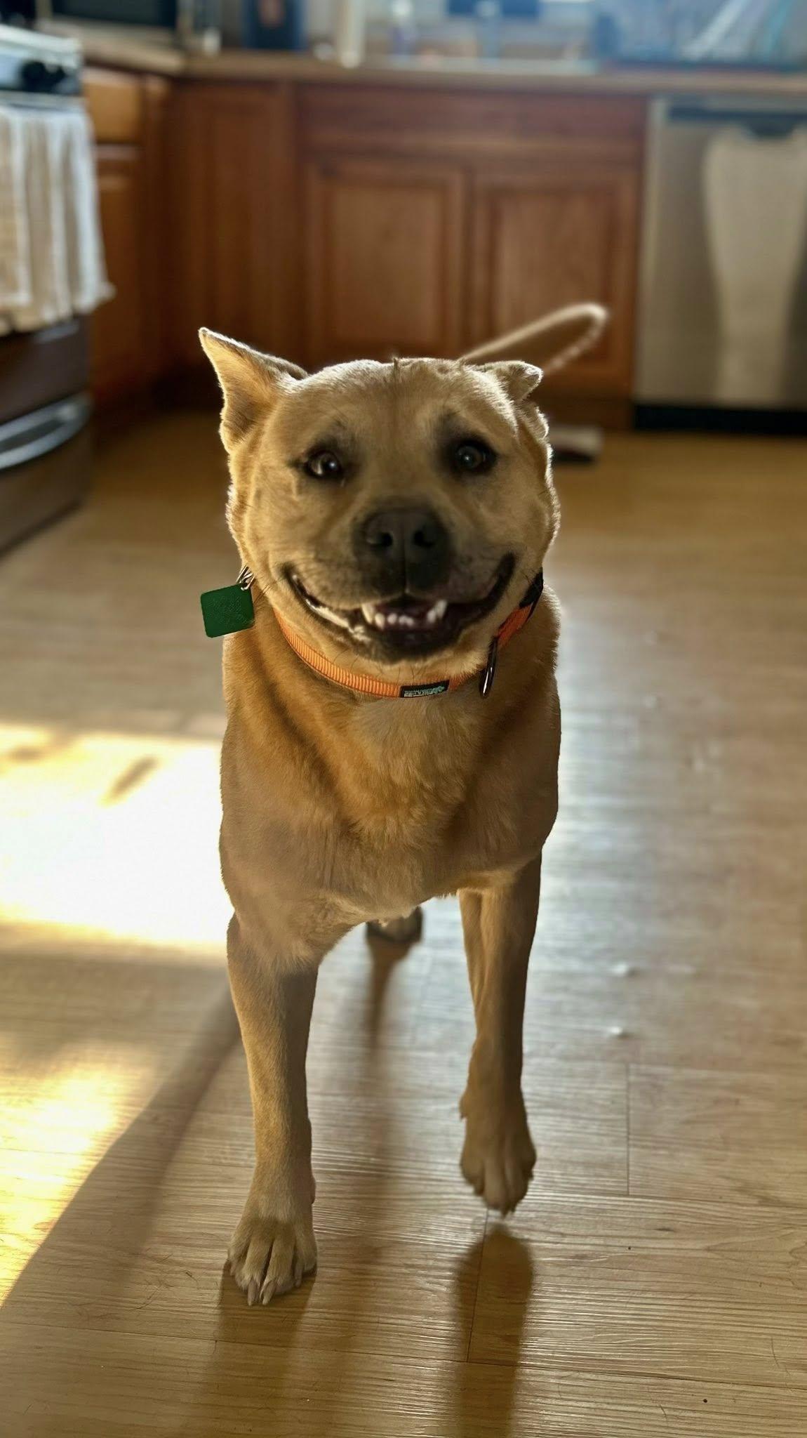 Enlarge Jasper, a Adoptable mixed breed in Oxford, MI image 2/3