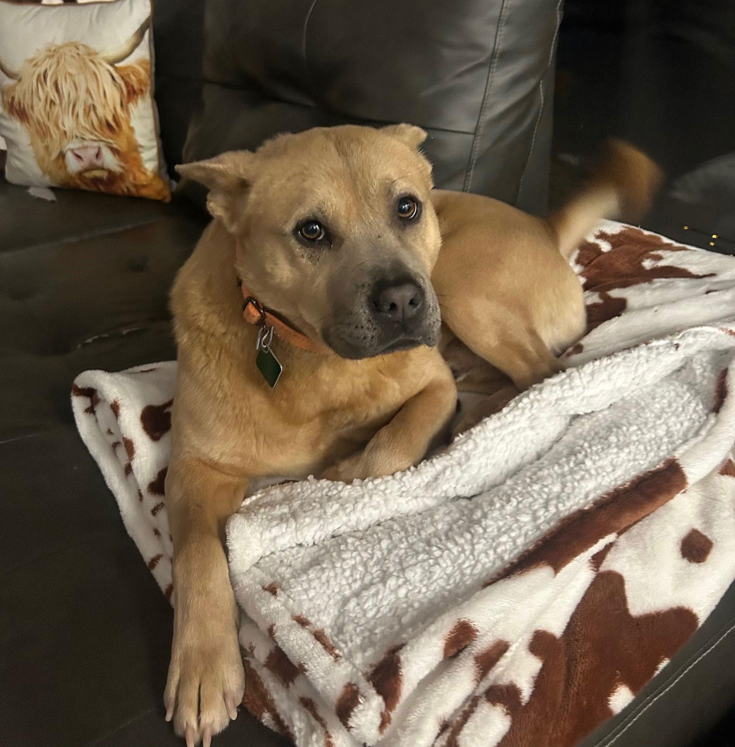 Jasper — thumbnail 3