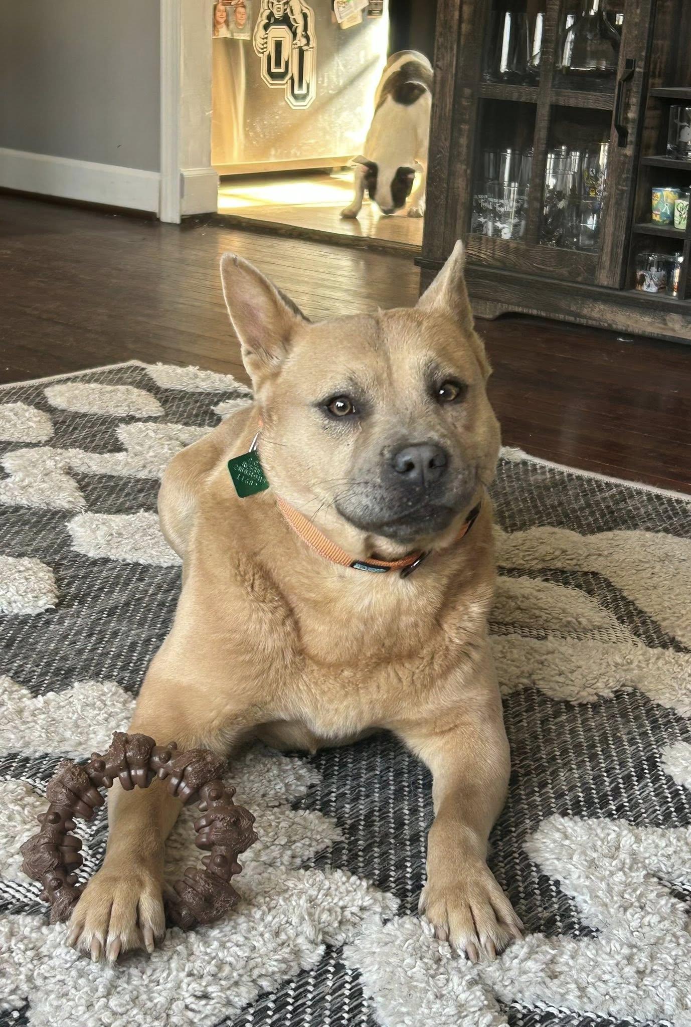 Enlarge Jasper, a Adoptable mixed breed in Oxford, MI image 3/3