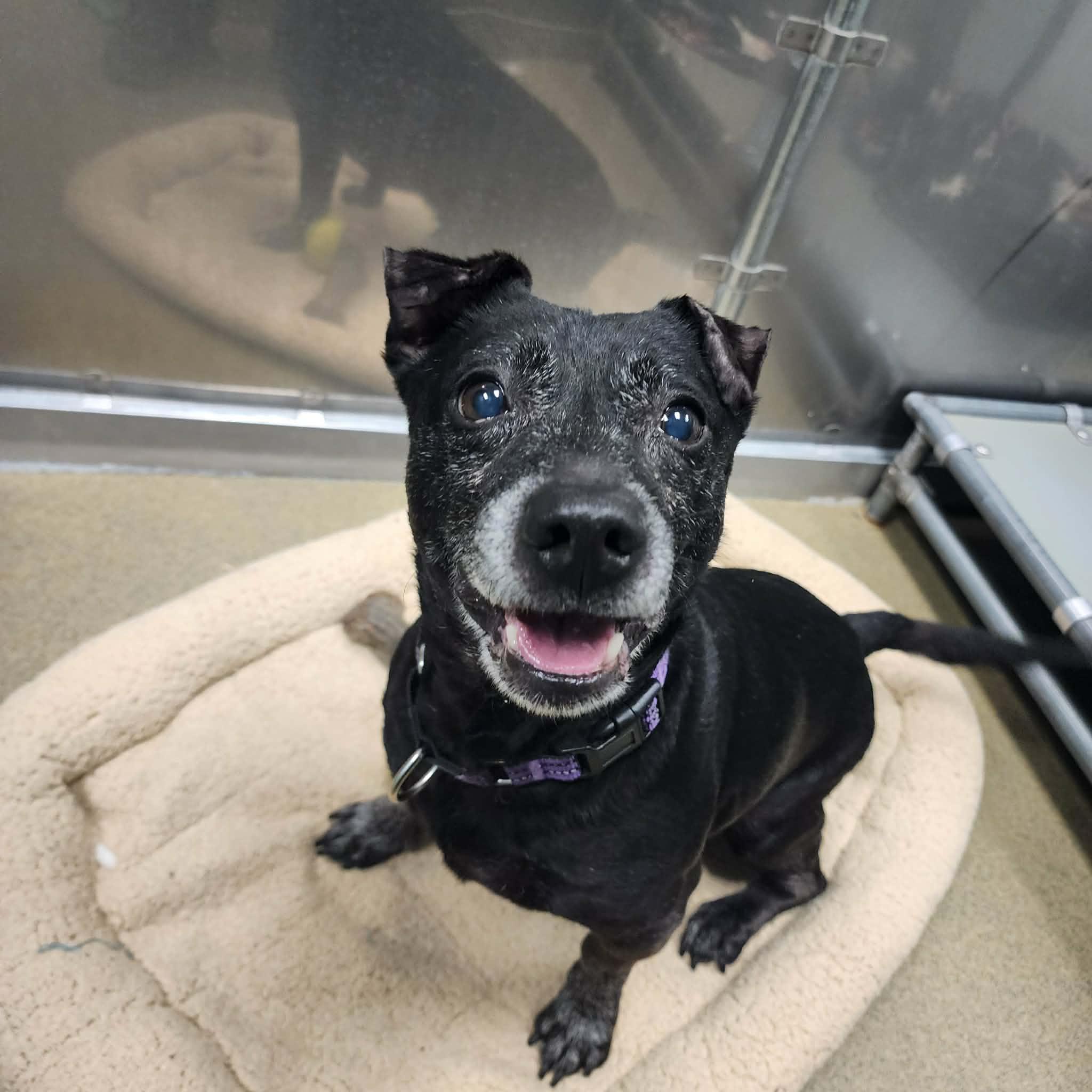 Enlarge EDDIE, a ADOPTABLE mixed breed in Manassas, VA image 2/4