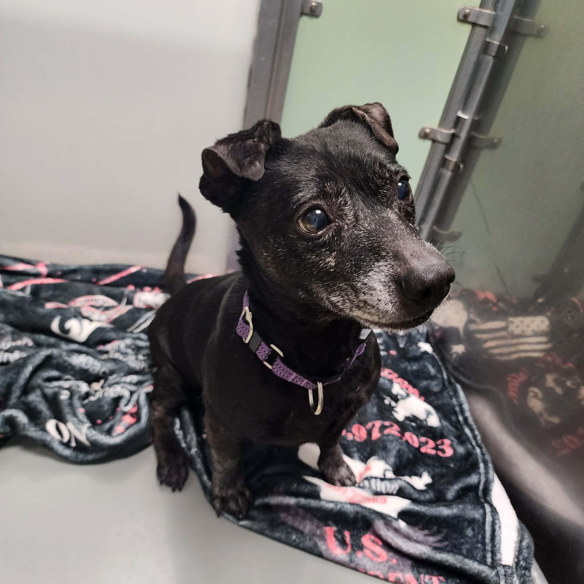 Enlarge EDDIE, a ADOPTABLE mixed breed in Manassas, VA image 4/4