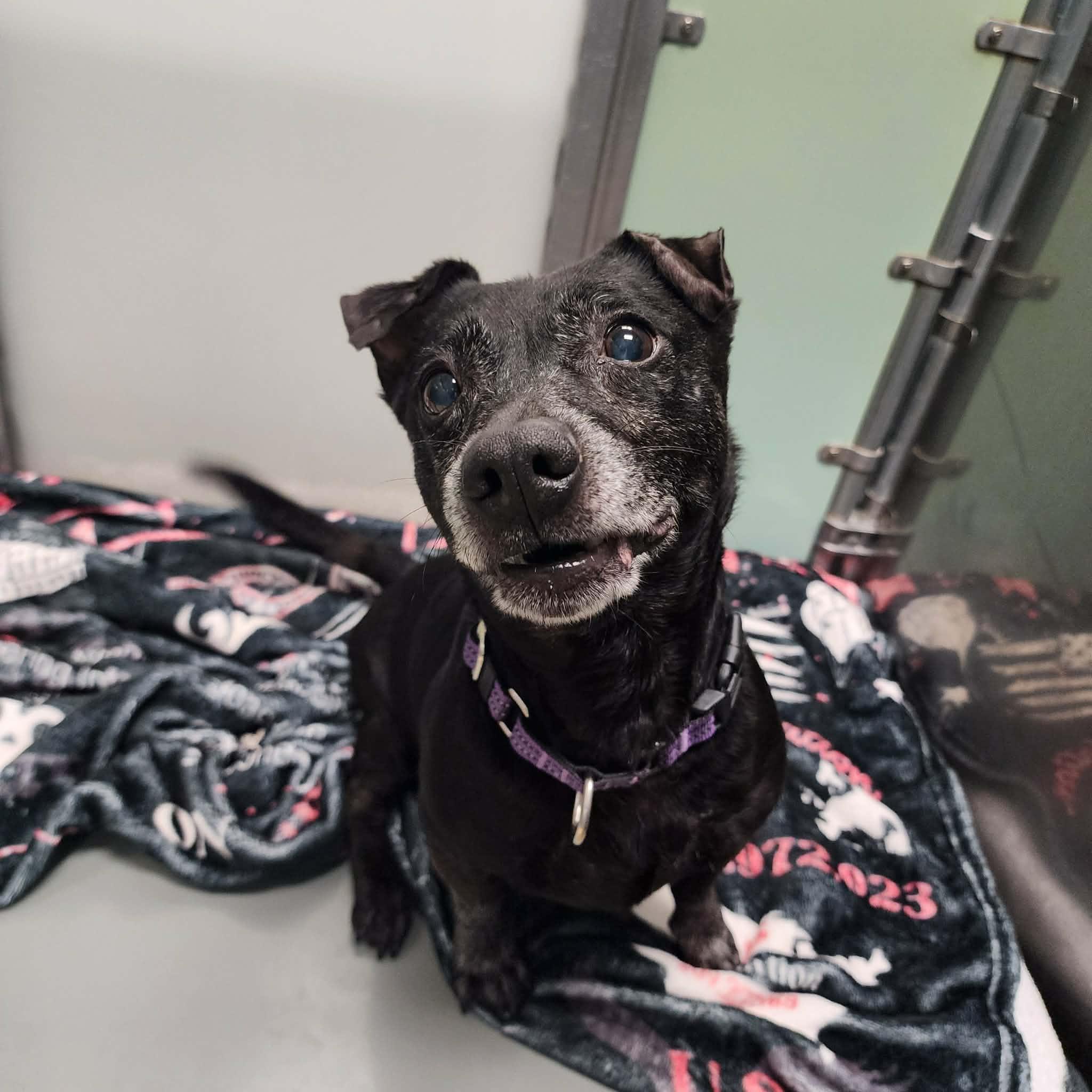 Enlarge EDDIE, a ADOPTABLE mixed breed in Manassas, VA image 3/4