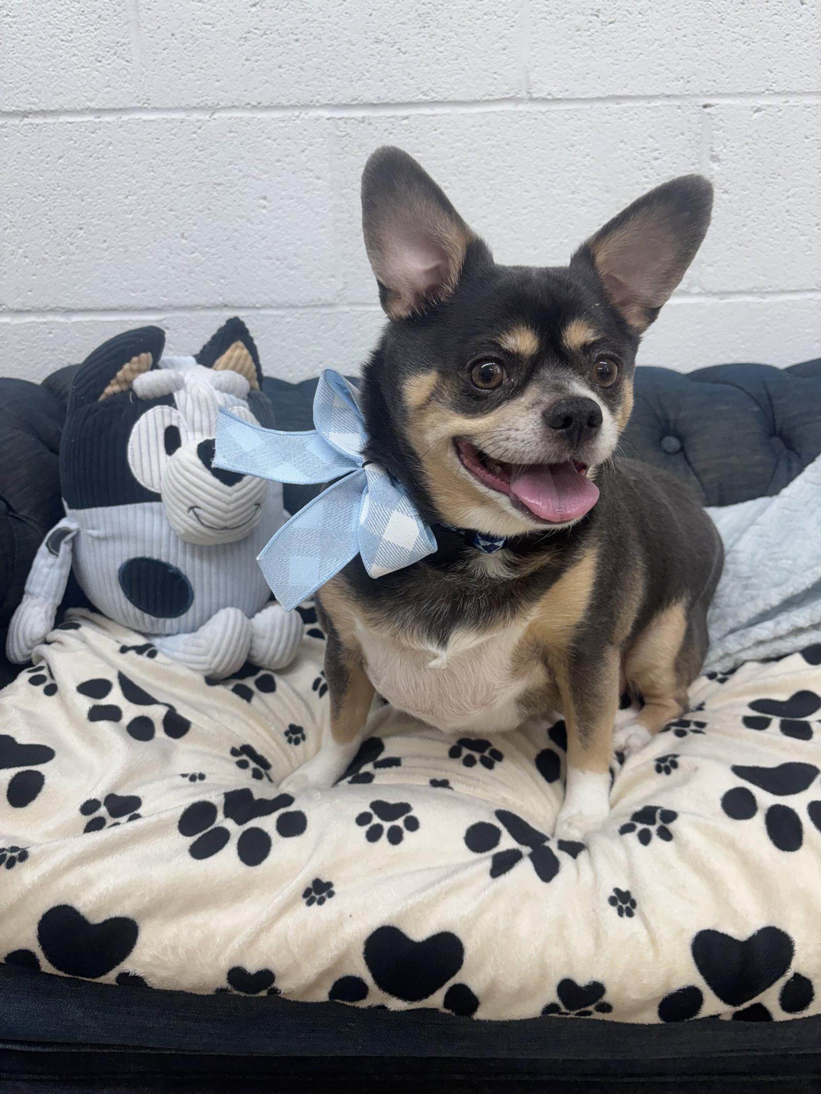 Enlarge Cooper, a Adoptable Chihuahua in York, SC image 2/3