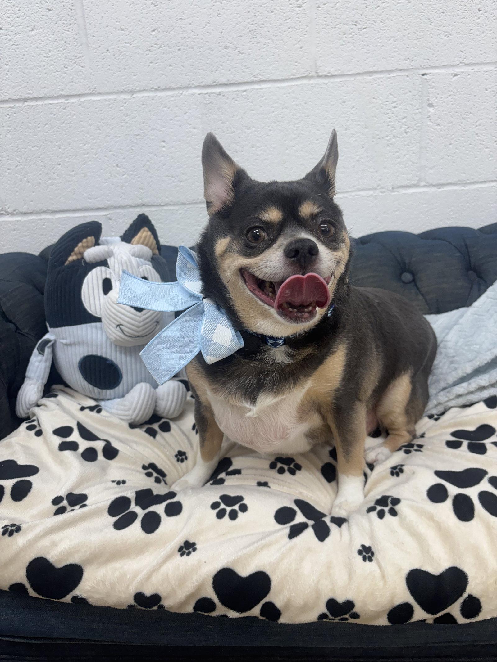 Enlarge Cooper, a Adoptable Chihuahua in York, SC image 3/3