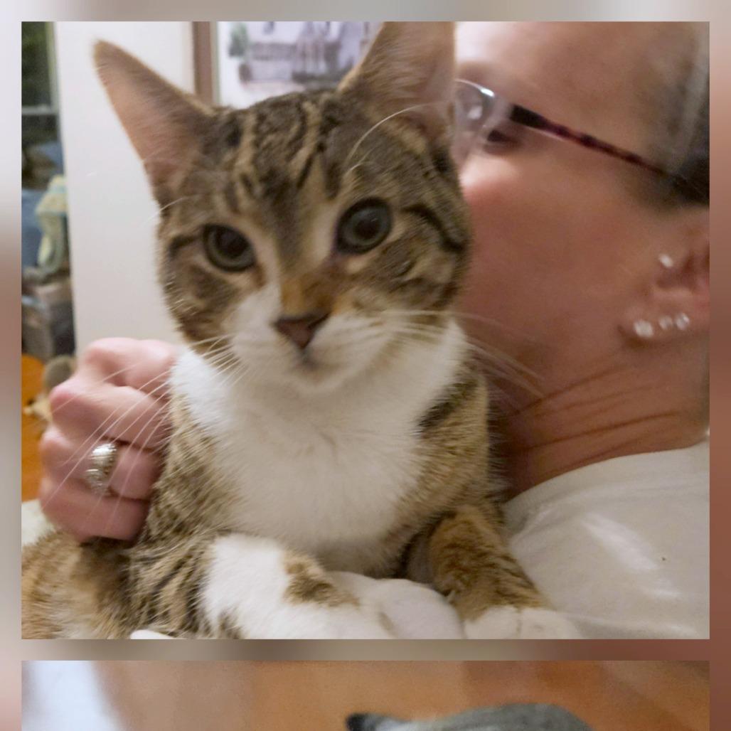 Inchworm aka Twix, Adoptable, Young Male Domestic Short Hair.