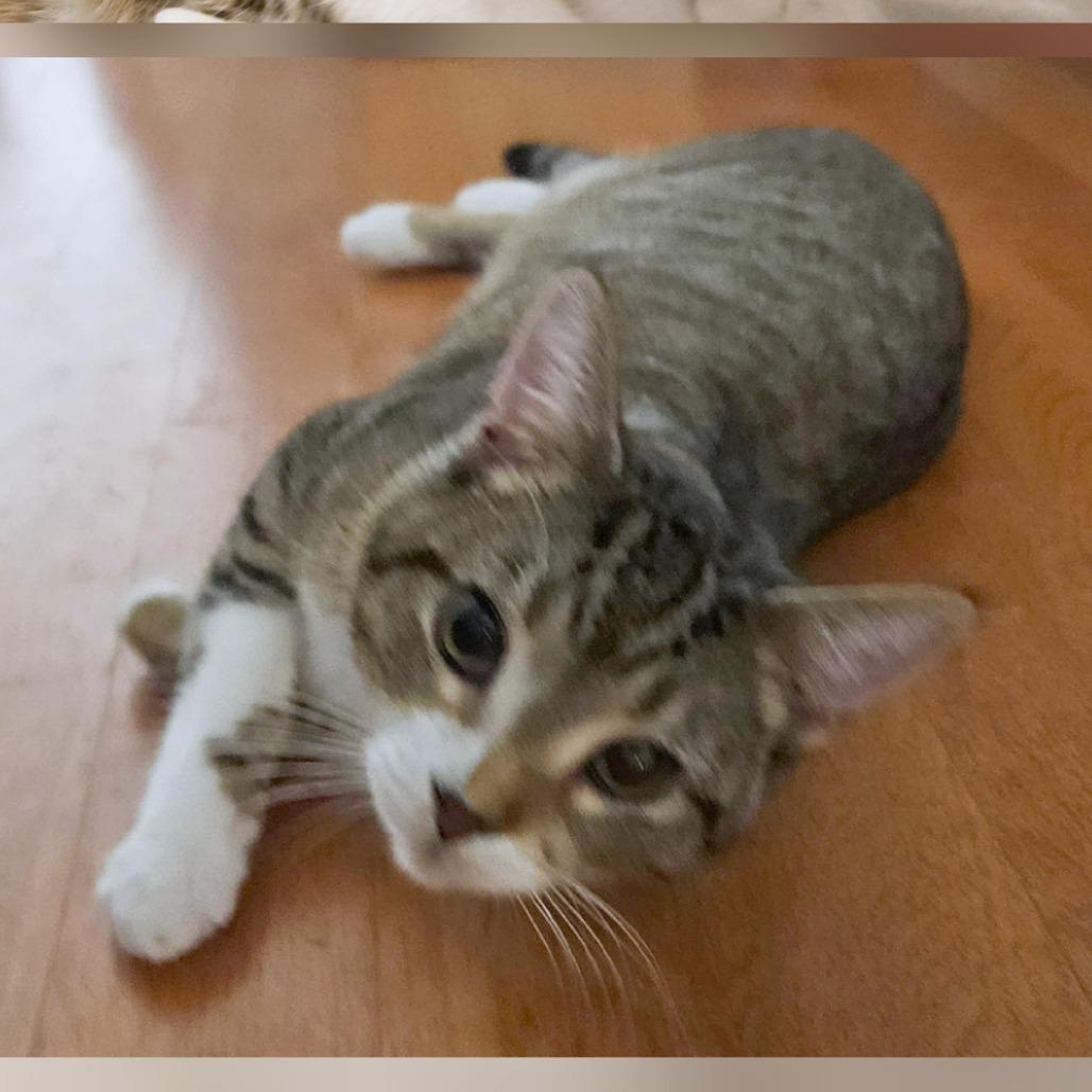 Enlarge Inchworm aka Twix, a Adoptable Domestic Short Hair in Gainesville, GA image 2/3