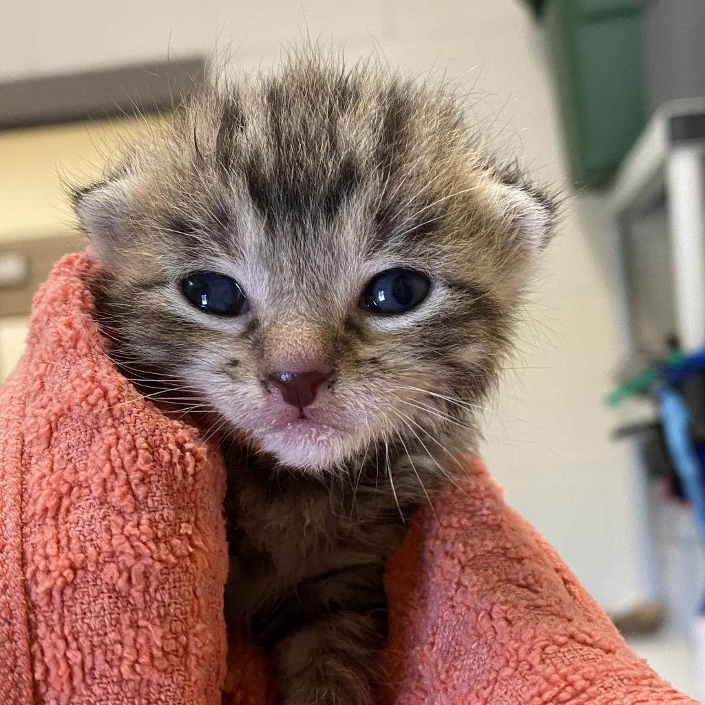 Enlarge Inchworm aka Twix, a Adoptable Domestic Short Hair in Gainesville, GA image 3/3