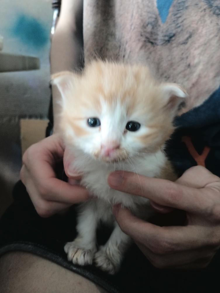 Enlarge Aa-Diana, a Adopted Domestic Short Hair in Lebanon, OR image 1/1