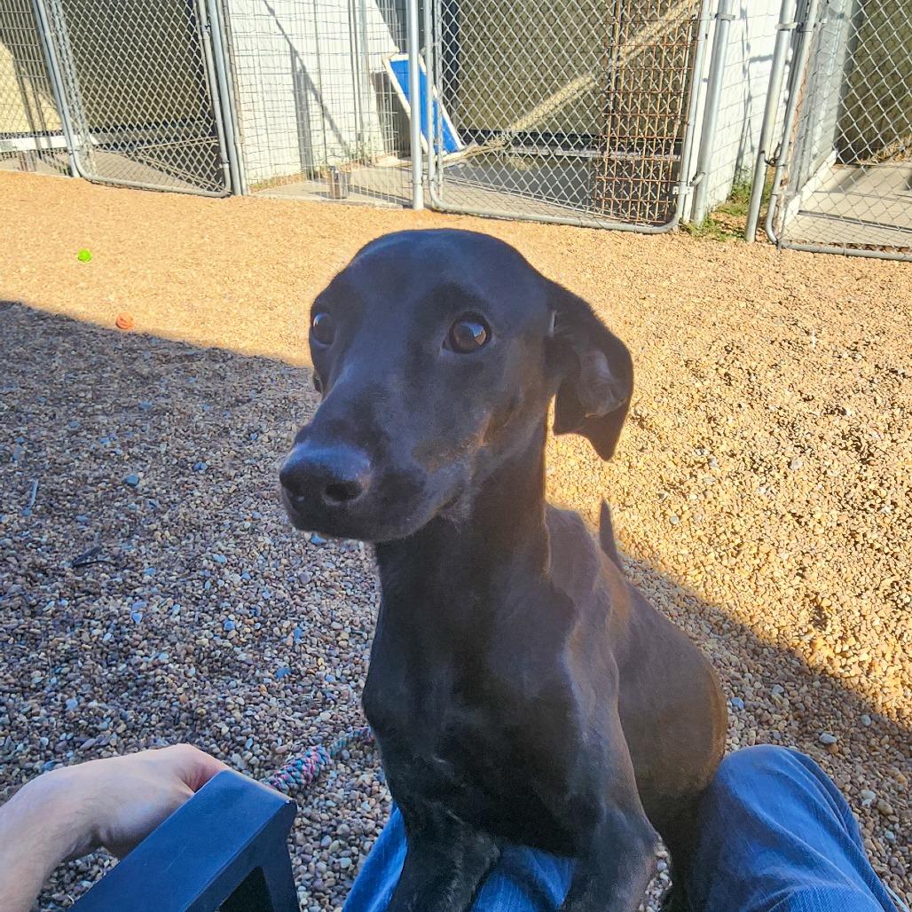 Sierra, Adoptable, Puppy Female German Shorthaired Pointer & Mixed Breed.