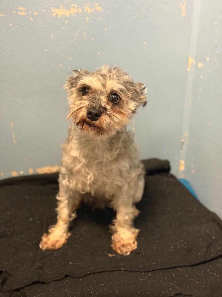 Lucy, adopted, Young Female Miniature Schnauzer.
