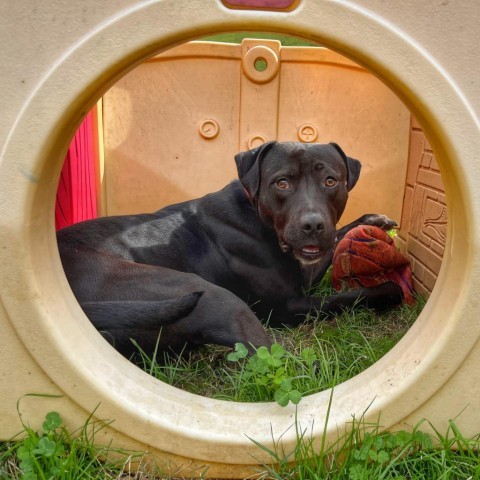 Momo, Adult Male Black Labrador Retriever