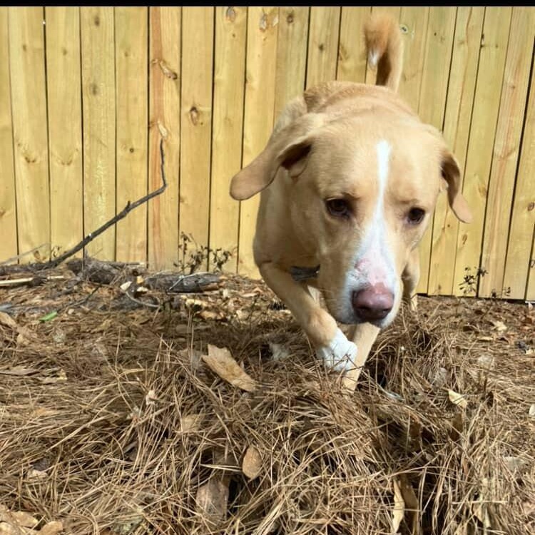Enlarge Bowzie, a Adoptable mixed breed in Mandeville, LA image 5/6