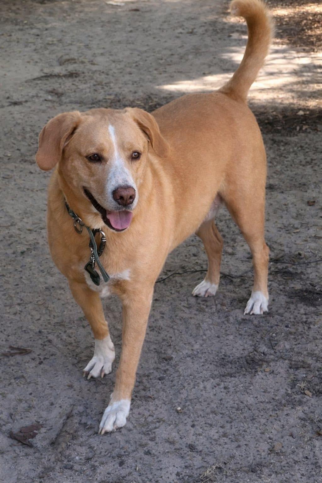 Enlarge Bowzie, a Adoptable mixed breed in Mandeville, LA image 2/6