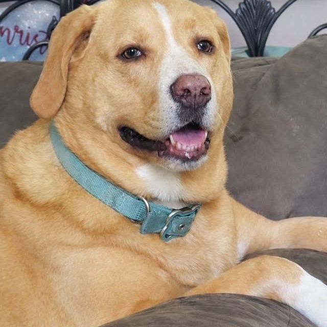 Bowzie, Adoptable, Adult Male Yellow Labrador Retriever & Mixed Breed.