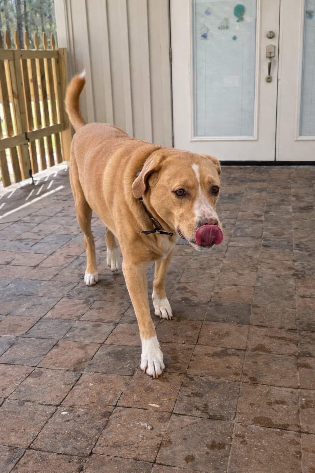 Enlarge Bowzie, a Adoptable mixed breed in Mandeville, LA image 6/6