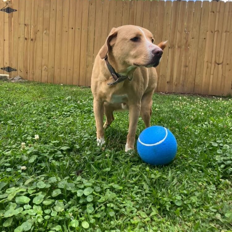 Enlarge Bowzie, a Adoptable mixed breed in Mandeville, LA image 3/6