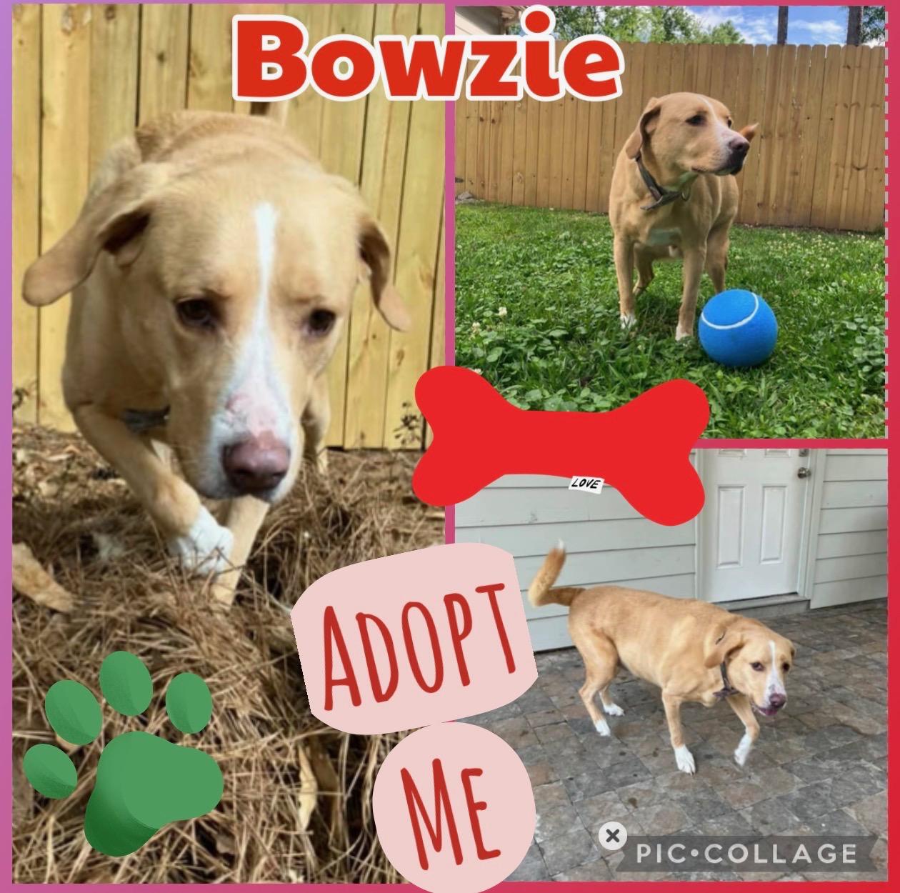 Enlarge Bowzie, a Adoptable mixed breed in Mandeville, LA image 4/6