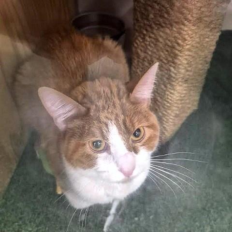 Enlarge Khaki, a ADOPTABLE Tabby in Salt Lake City, UT image 2/2