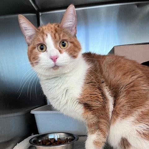 Khaki, ADOPTABLE, Adult Male Tabby.