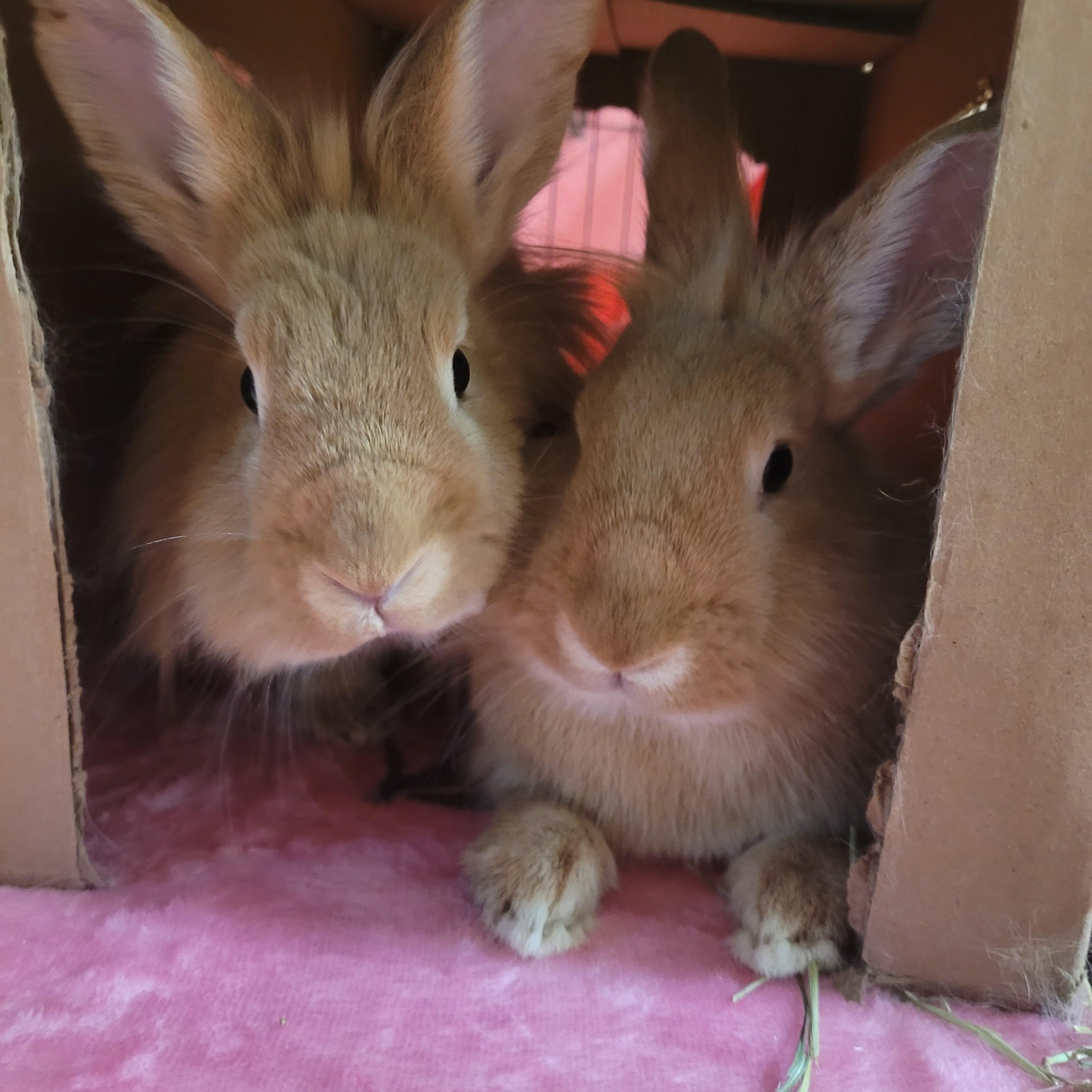 Alice & Ralph, Adoptable, Adult Female Lionhead.