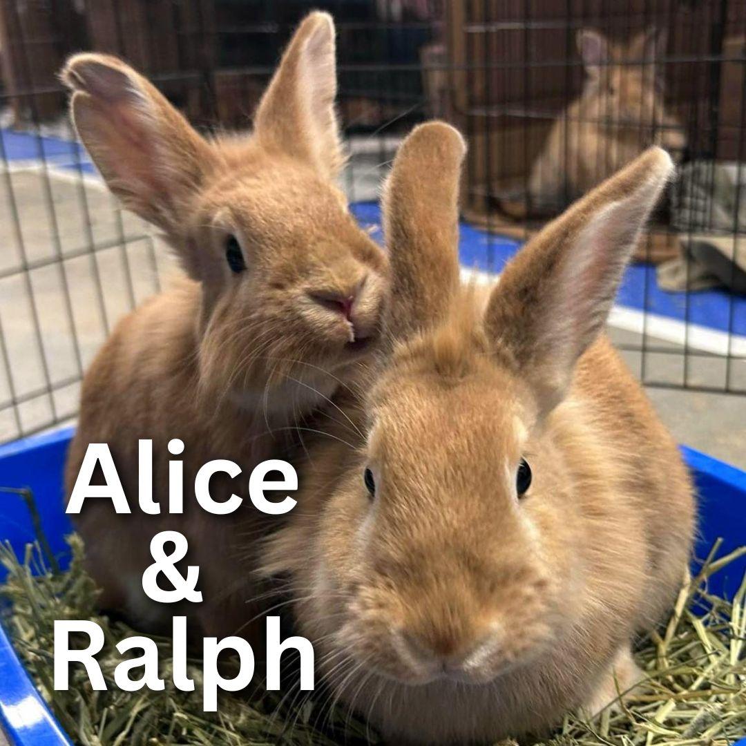 Alice & Ralph, Adoptable, Adult Female Lionhead.