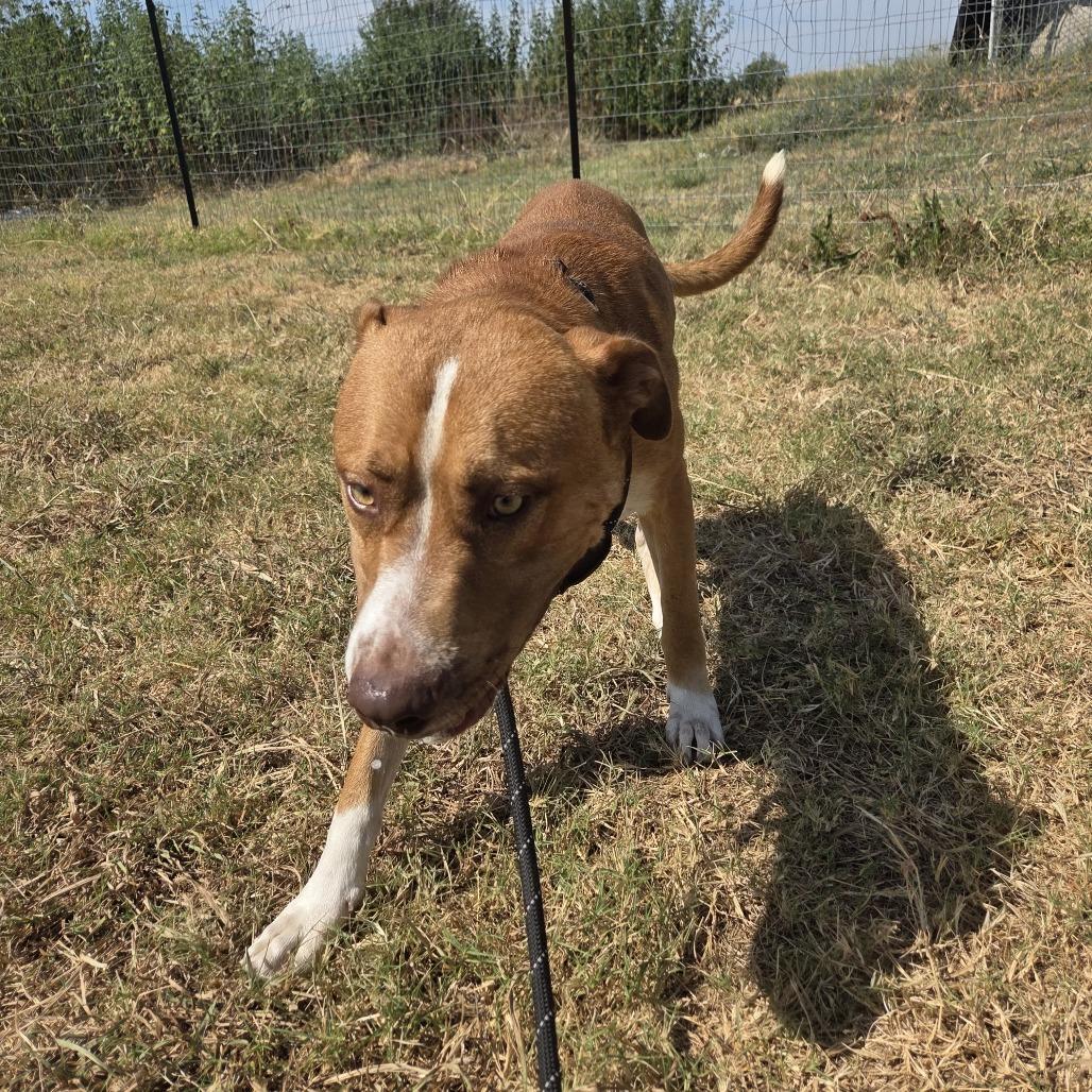 Sunny, Adoptable, Adult Male Labrador Retriever & Mixed Breed.