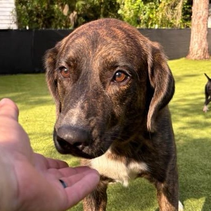 Enlarge Denver, a Adoptable mixed breed in Bradenton, FL image 1/6