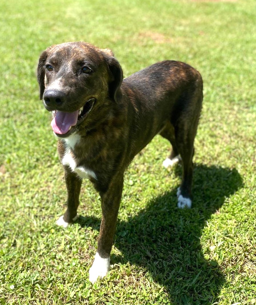 Enlarge Denver, a Adoptable mixed breed in Bradenton, FL image 2/6