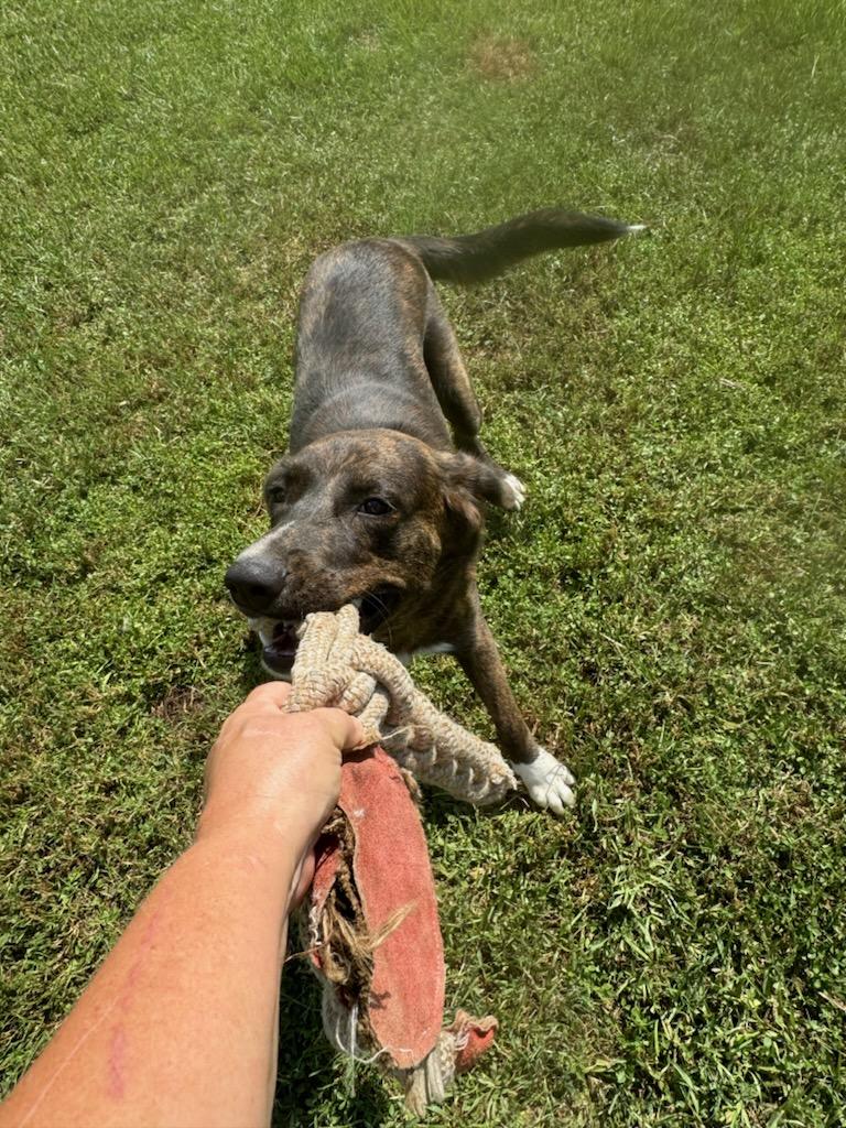 Enlarge Denver, a Adoptable mixed breed in Bradenton, FL image 5/6