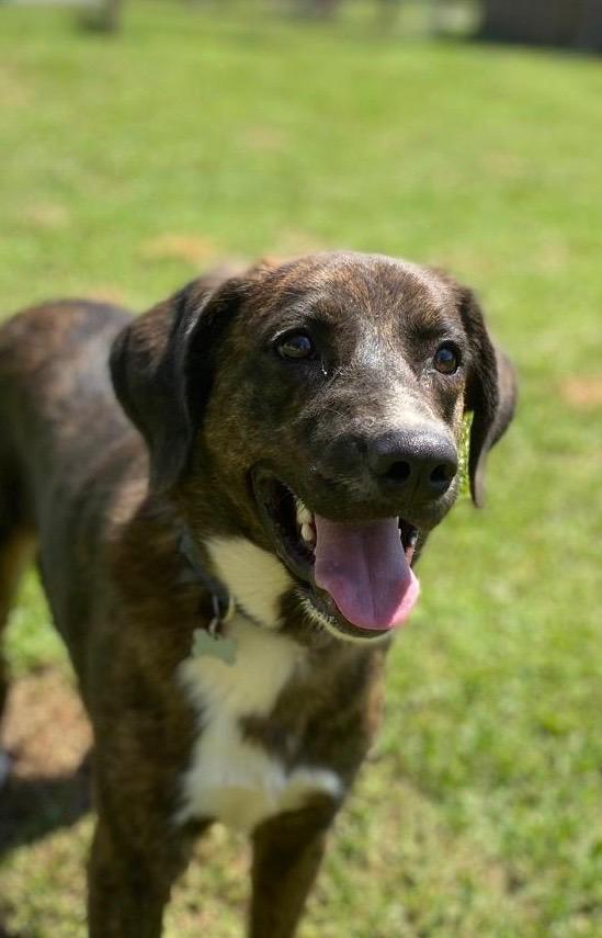 Enlarge Denver, a Adoptable mixed breed in Bradenton, FL image 4/6