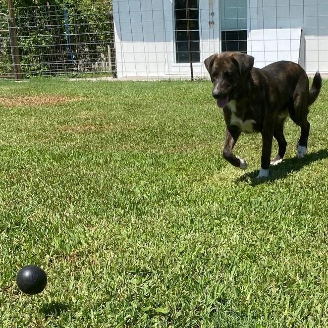 Enlarge Denver, a Adoptable mixed breed in Bradenton, FL image 6/6