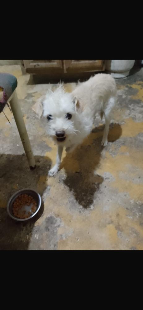 Bruno, Adopted, Senior Male Poodle.