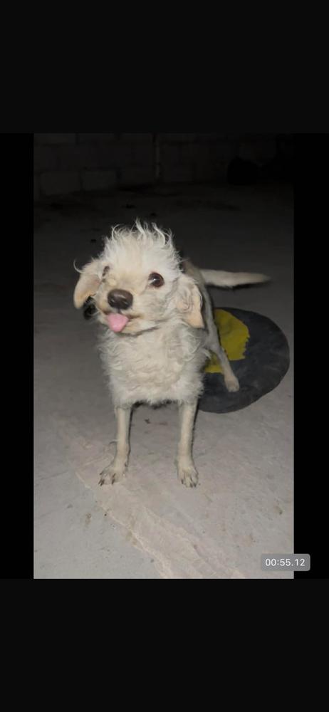 Enlarge Bruno, a Adopted Poodle in Cortez, CO image 2/4