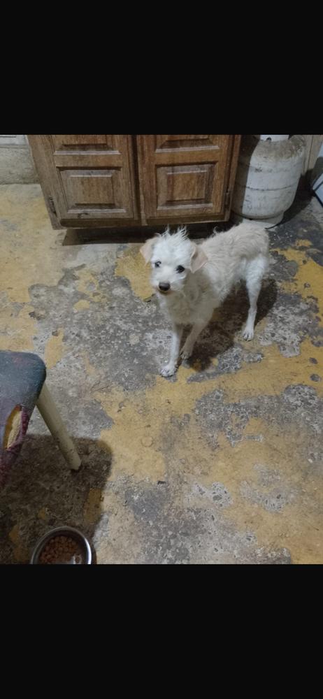 Enlarge Bruno, a Adopted Poodle in Cortez, CO image 3/4