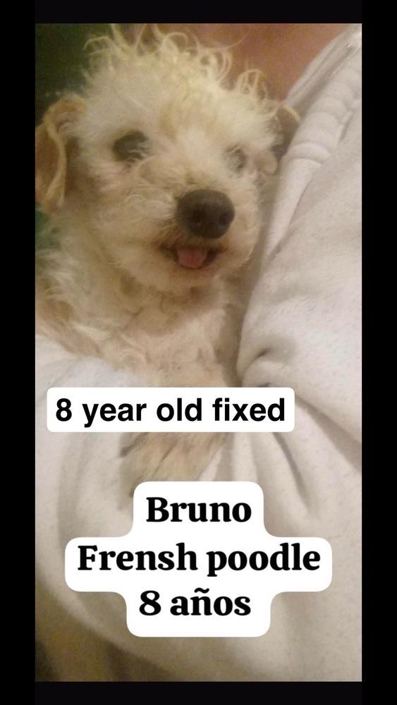 Enlarge Bruno, a Adopted Poodle in Cortez, CO image 4/4
