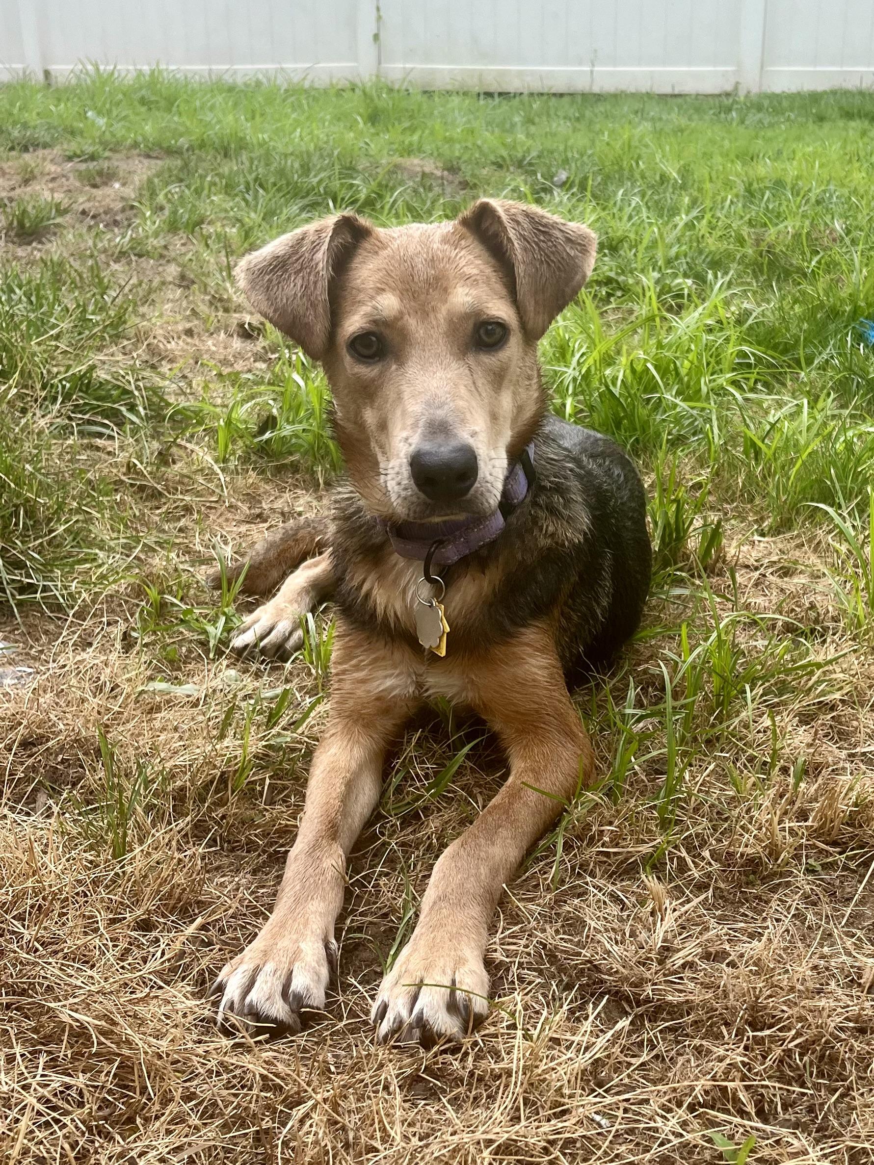 Looking for a puppy who is cute friendly housebroken not too bignot too small good with kids a
