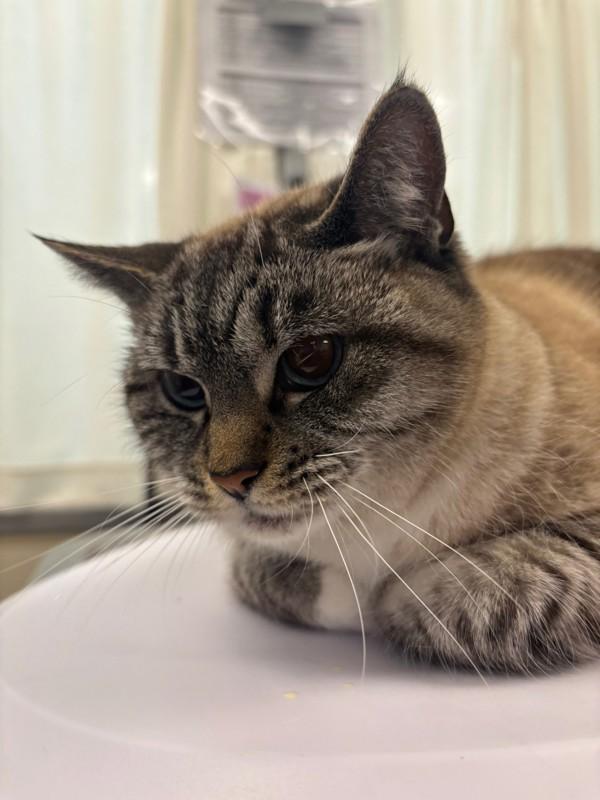 Enlarge Cream Cheese, a Adoptable mixed breed in Santa Rosa, CA image 1/1
