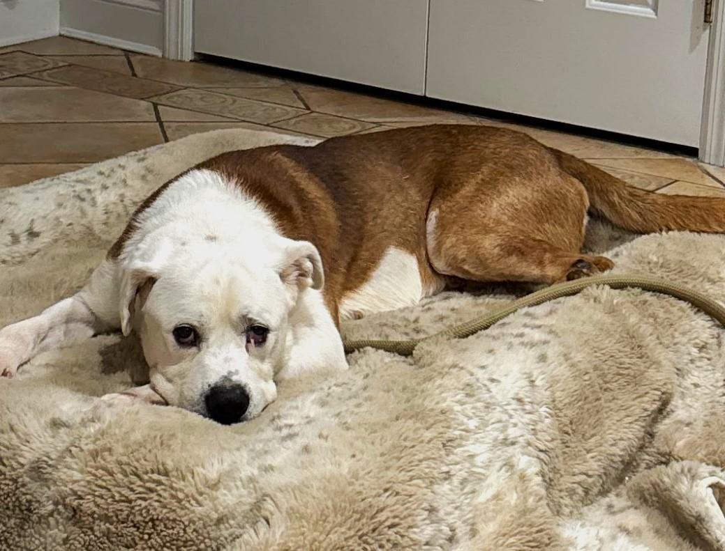 Enlarge Bear, a Adoptable mixed breed in Huntington, NY image 4/6