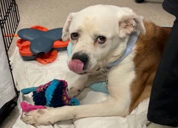 Enlarge Bear, a Adoptable mixed breed in Huntington, NY image 6/6