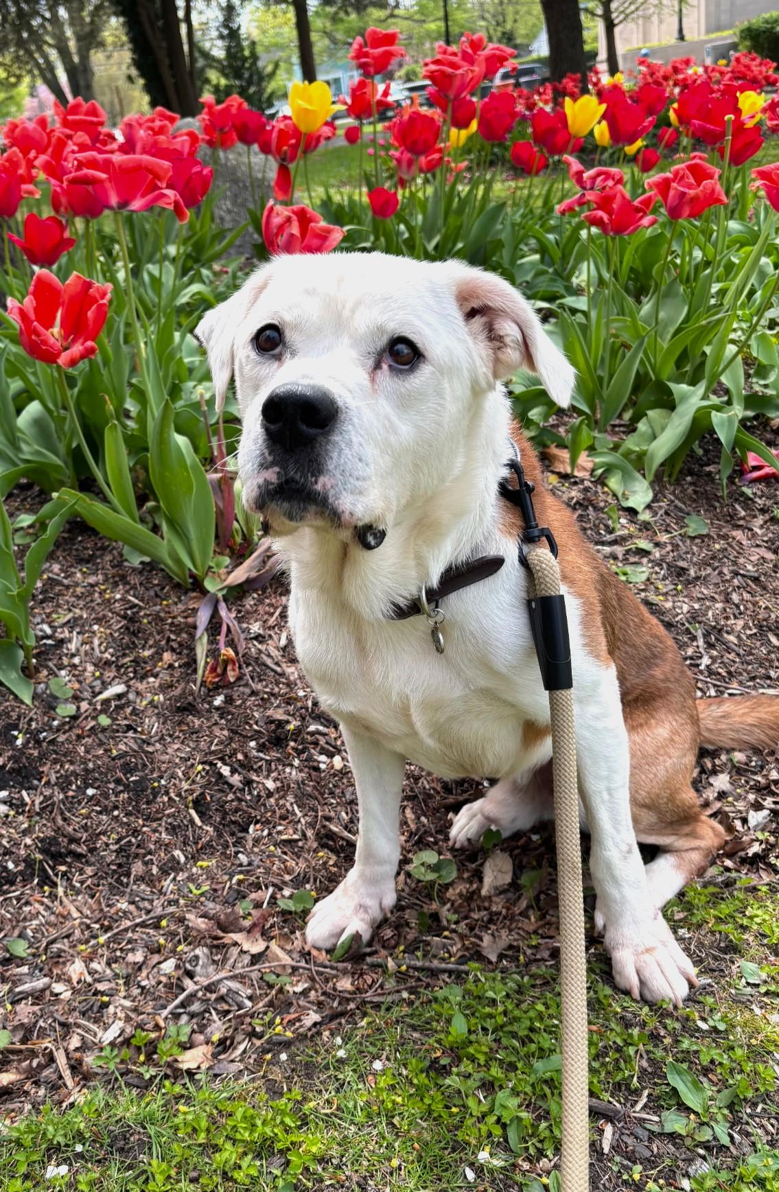 Bear, Adoptable, Senior Male Boxer.