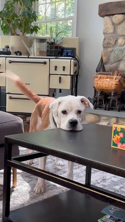 Enlarge Bear, a Adoptable mixed breed in Huntington, NY video 2/6