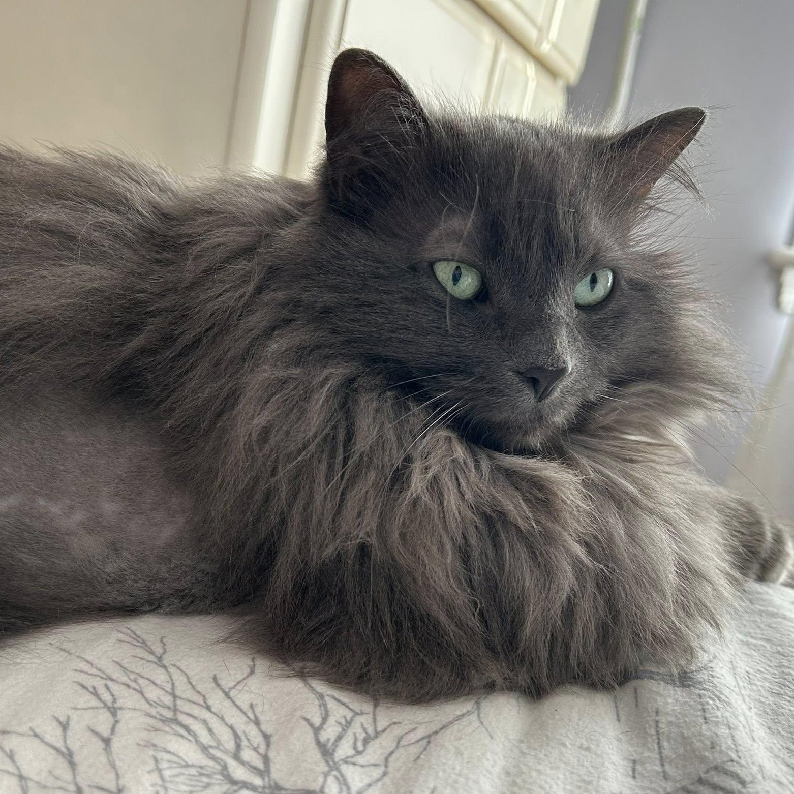 Olive - Beautiful & Loyal!, ADOPTABLE, Adult Female Domestic Long Hair.